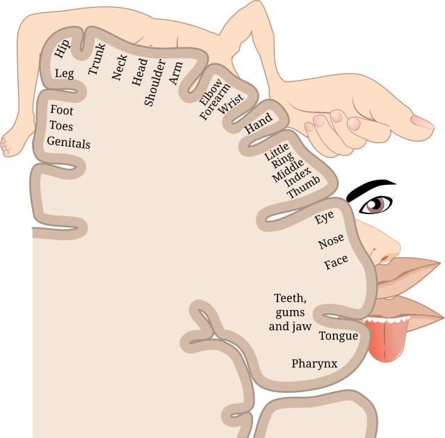 3d-cell-culture-homunculus