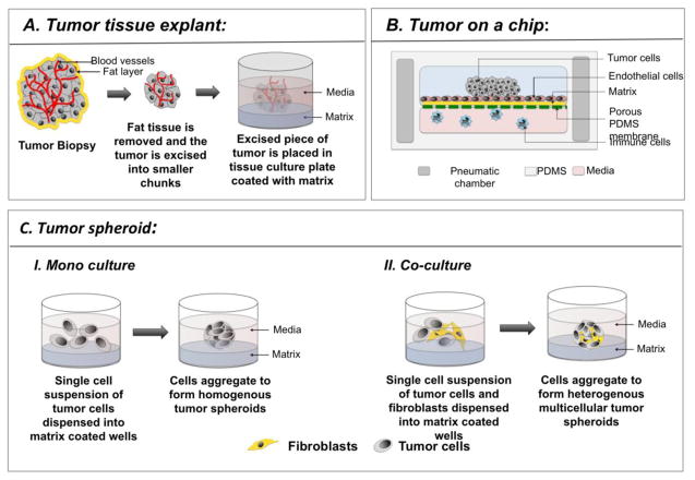 3d-cell-culture-tumor-spheroid