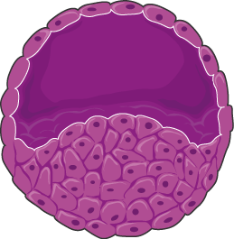 embryogenesis-cult_cell_souches5-smart-servier