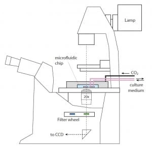 3d-cell-culture-pH-monitoring-microscopy