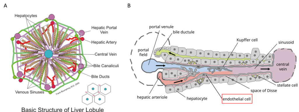 3d-cell-culture-liver-anatomy-histology