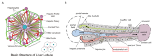 3d-cell-culture-liver-anatomy-histology