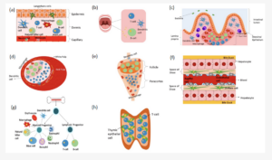 Organs-on-chip-ShantiA-2018