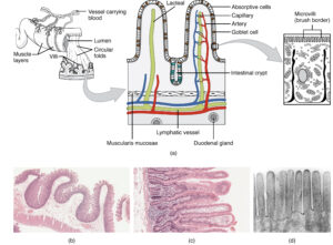 3d-cell-culture-intestinal-anatomy-histology