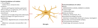 3d-cell-culture-brain-organotypic