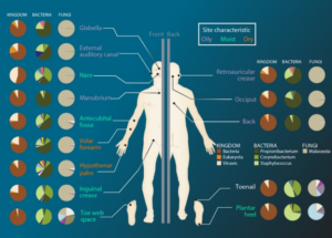 3d-cell-culture-Cherry_Biotech_Skin_bacteria-distribution-different-area