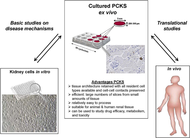 3d-cell-culture-kidney-biopsy-advantage