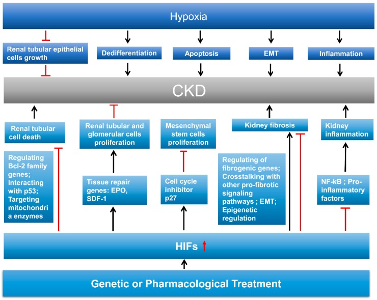 3d-cell-culture-kidney-biopsy-diseases