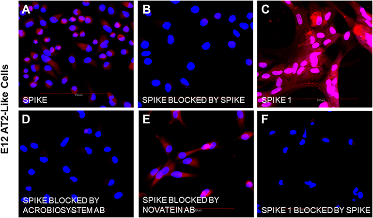 3d-cell-culture-hepatocytes-SARS-CoV-2