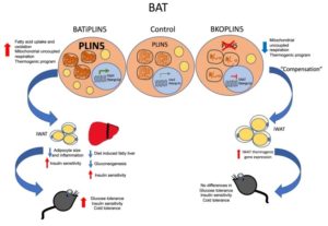 3d-cell-culture-Cherry-biotech-brown-adipose-tissue