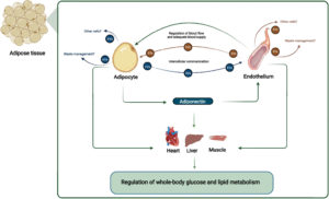 3d-cell-culture-adipocyte-endothelium-crosstalk