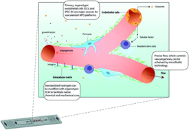 3d-cell-culture-next-generation-microphysiological-systems