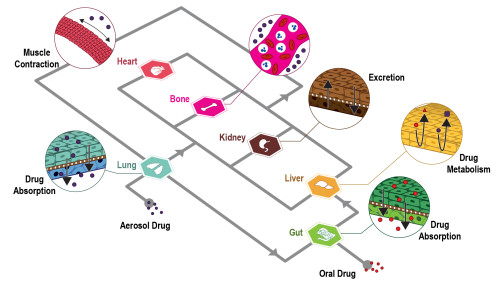 3D-cell-culture-human-on-a-chip-cubix-cherrybiotech