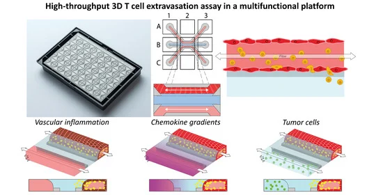 3d-cell-culture-Microfluidic-3D-Endothelium-on-a-Chip