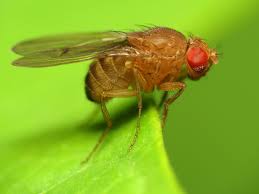 CherryTemp-D-melanogaster-fruit-fly