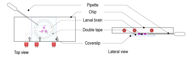 CherryTemp-Protocol-Drosophila-larval-brain-Fig-05