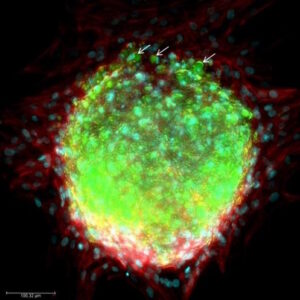 3d-cell-culture-organoids-ssp-car2