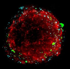 3d-cell-culture-organoids-ssp-car5