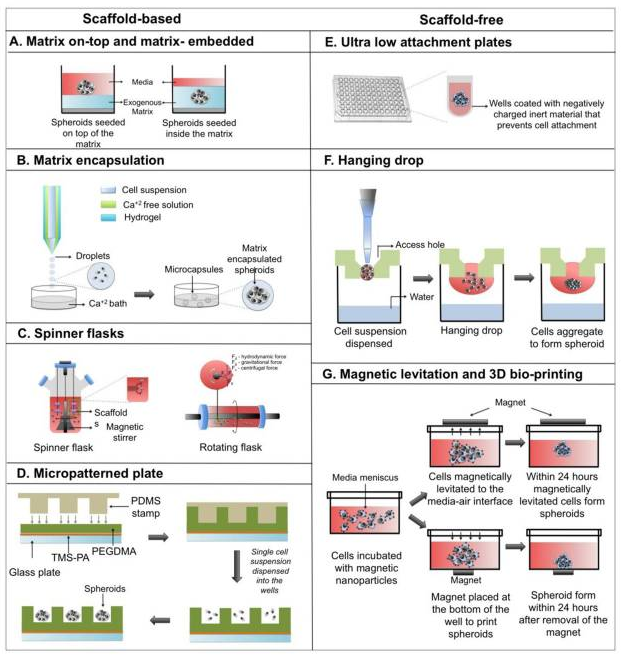 3d-cell-culture-spheroid-protocol