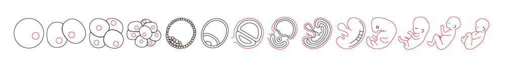 Fig-1-scheme-for-the-human-embryogenesis-process