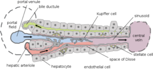 Figure1-3D-liver-cell-culture-liver-on-a-chip-structure-liver