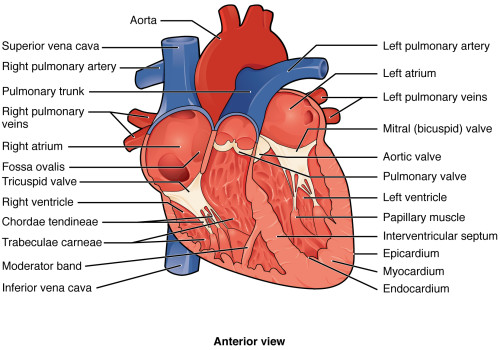 Internal-Anatomy-of-the-Heart