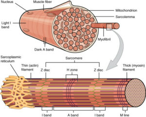 Muscle-anatomy