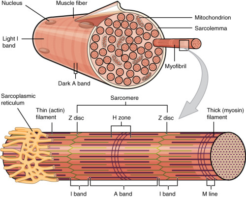 Muscle-anatomy