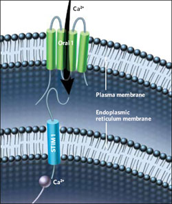 Temperature-control-microscopy-ion-channel-from-T-Graves2