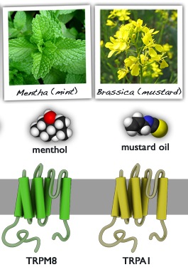 temperature-control-microscopy-ion-channel-from-mbotc2