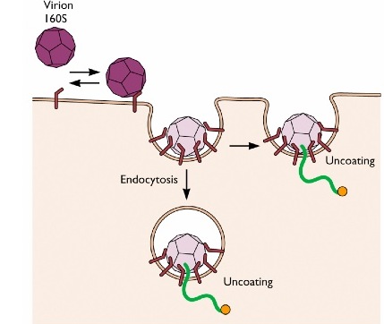 temperature-control-microscopy-viral-entry-from-S-Flin1