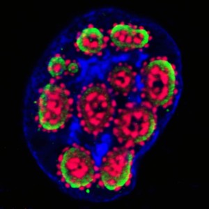 temperature-control-viral-entry-from-N-Huber