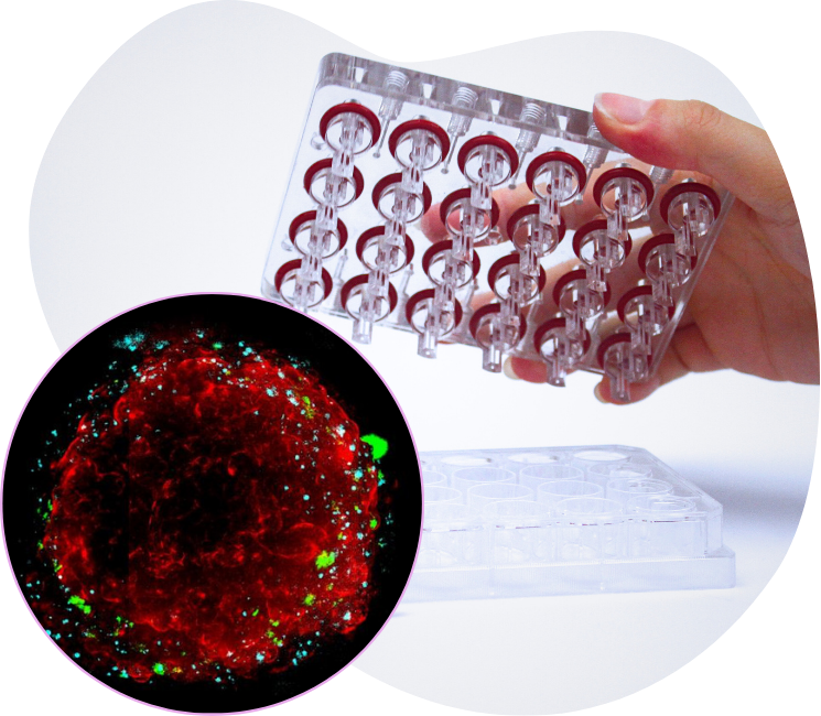 CherryBiotech-3d-cell-culture-spheroids