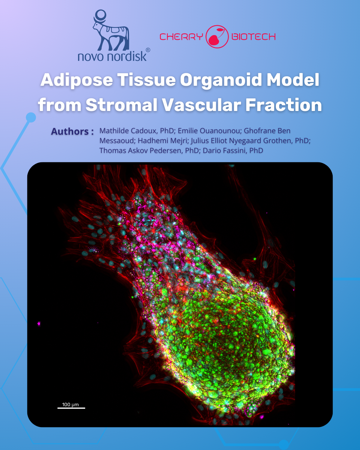 Adipose Tissue Organoid Model SVF-NovoNordisk-CherryBiotech