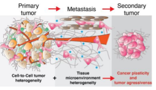 PLAST_CELL-2-Representation-of-the-different-stages-of-cell-plasticity-in-relation-to-tumour-stage