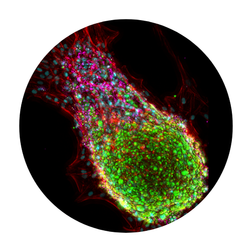 Adipose tissue 3d in vitro organ model cherry biotech