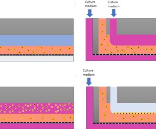 3d-cell-culture-tissues-on-chips-using-skin-cells-