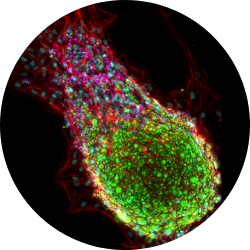 Adipose tissue 3d in vitro organ model cherry biotech