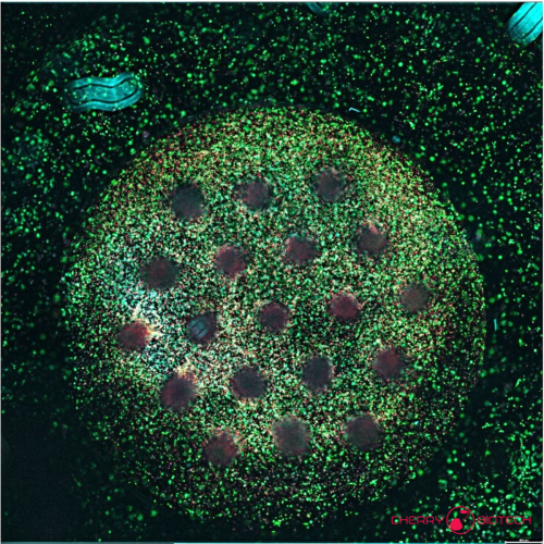 Cherry Biotech Breast cancel 3d cell culture model